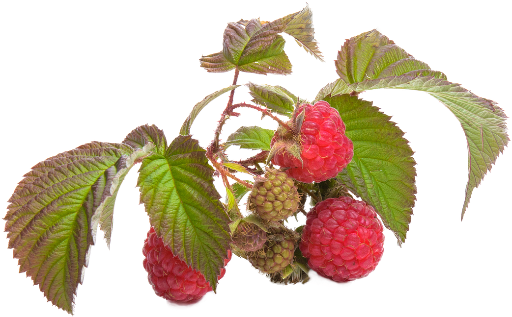 Ripeand Unripe Raspberries Branch PNG