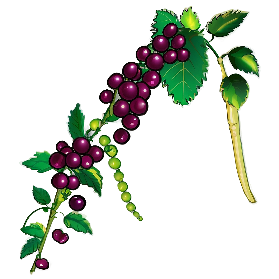 Ripening Grapevine Illustration PNG