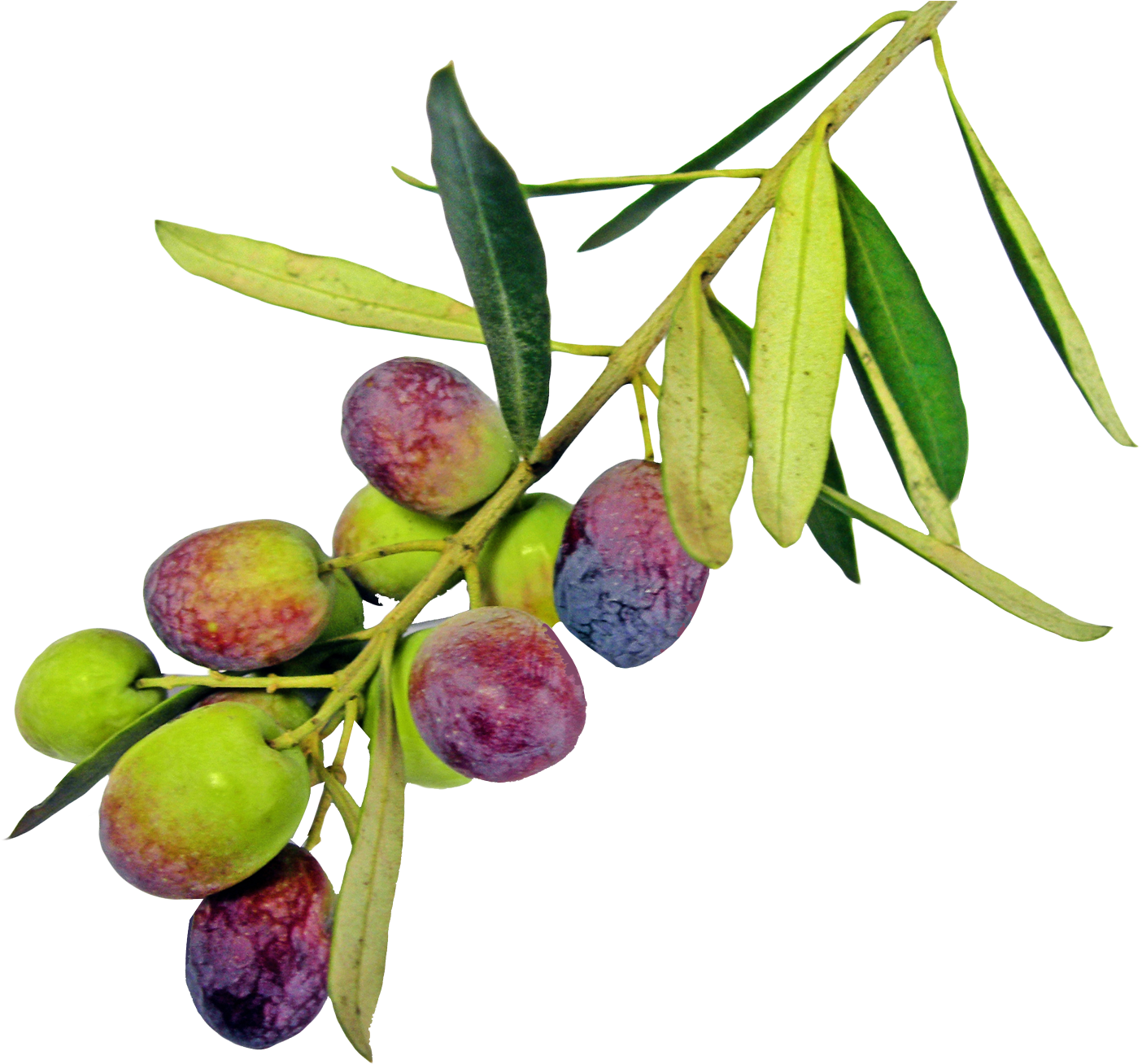 Ripening Olive Branch PNG