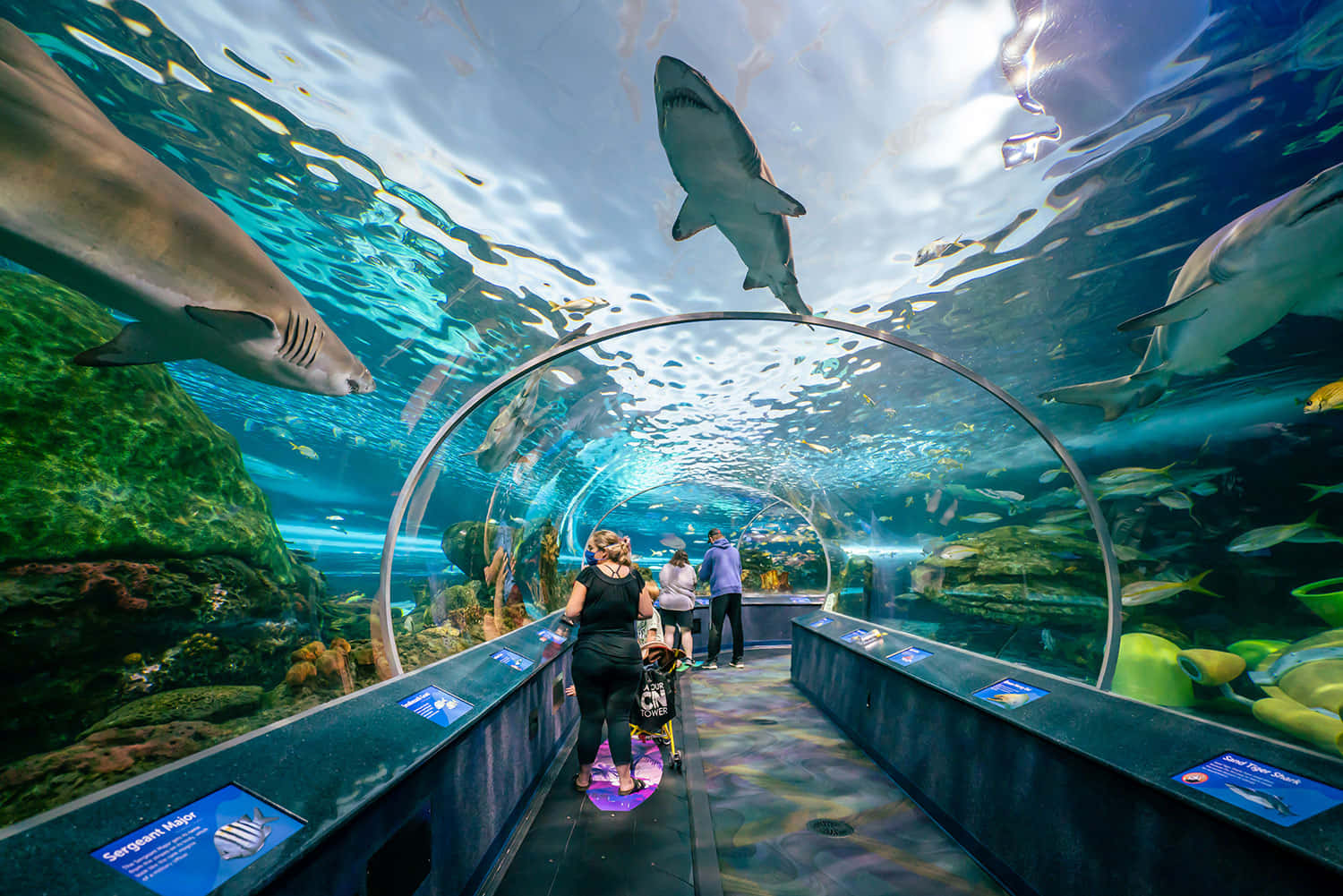 Ripleys Aquarium Shark Tunnel Experience Wallpaper