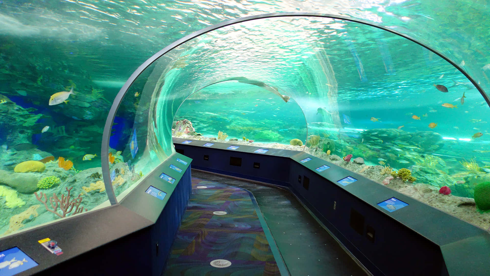 Ripleys Aquarium Underwater Tunnel Experience.jpg Wallpaper