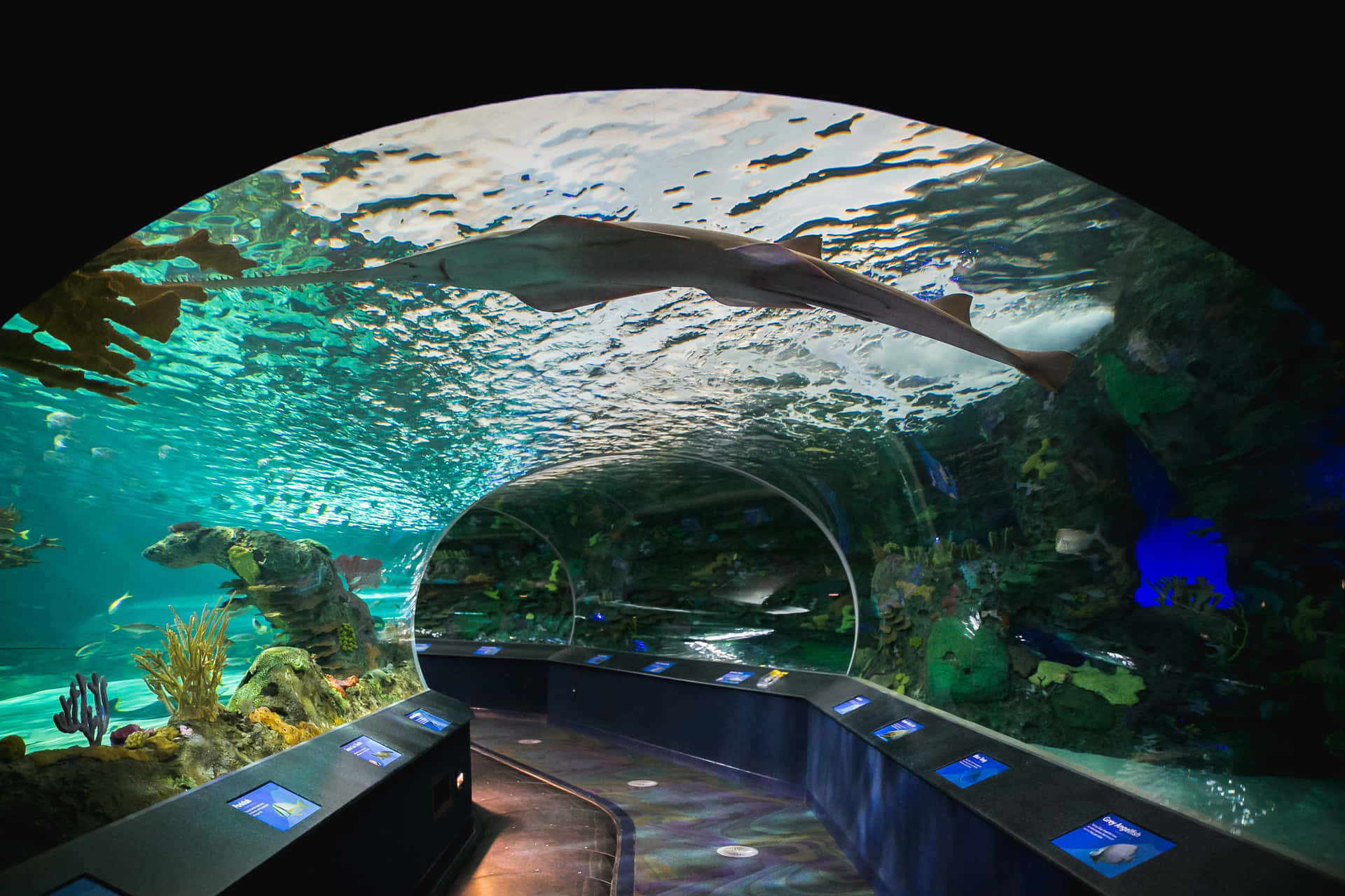 Ripleys Aquarium Underwater Tunnel Experience Wallpaper