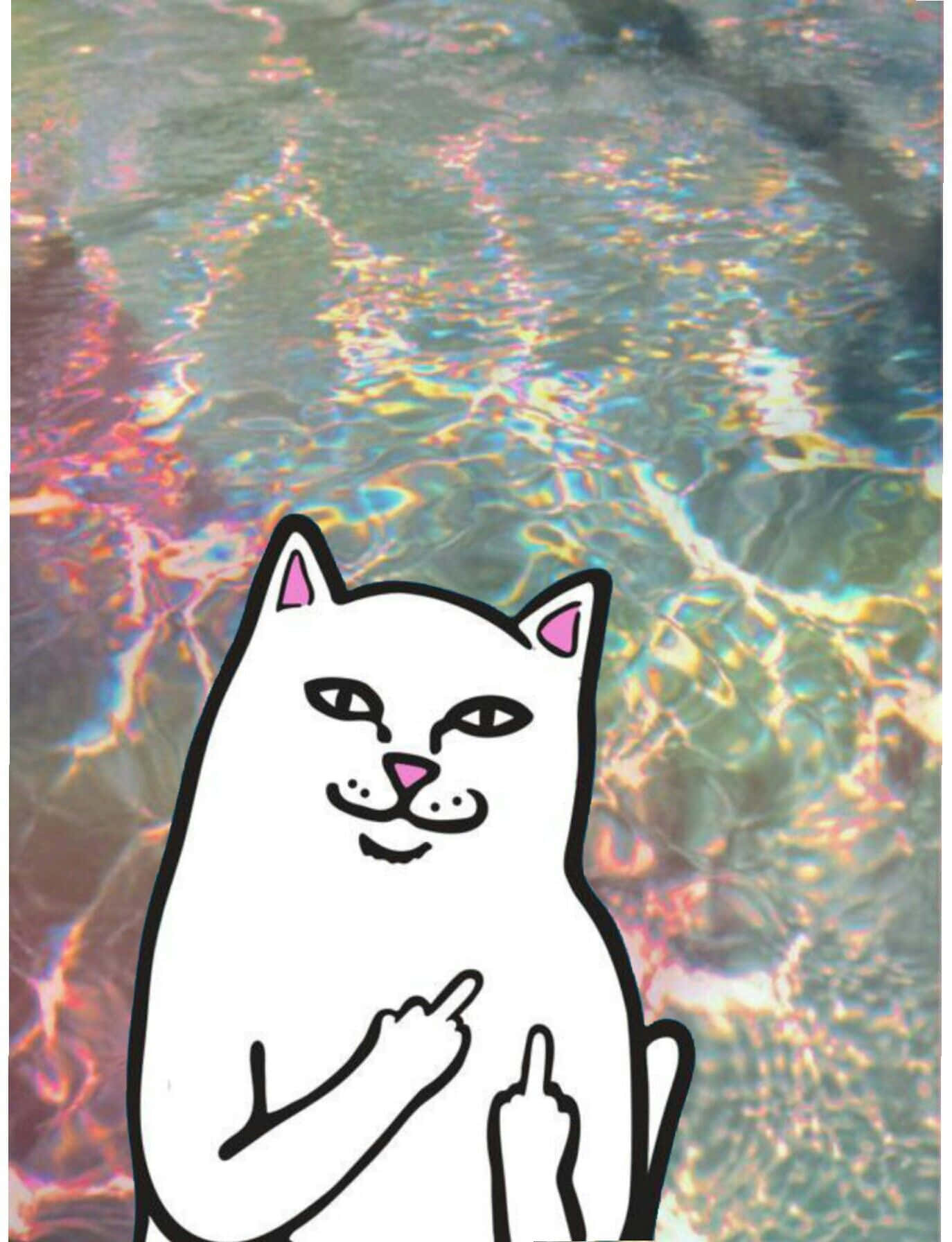 En kat står i vandet med en pote op Wallpaper