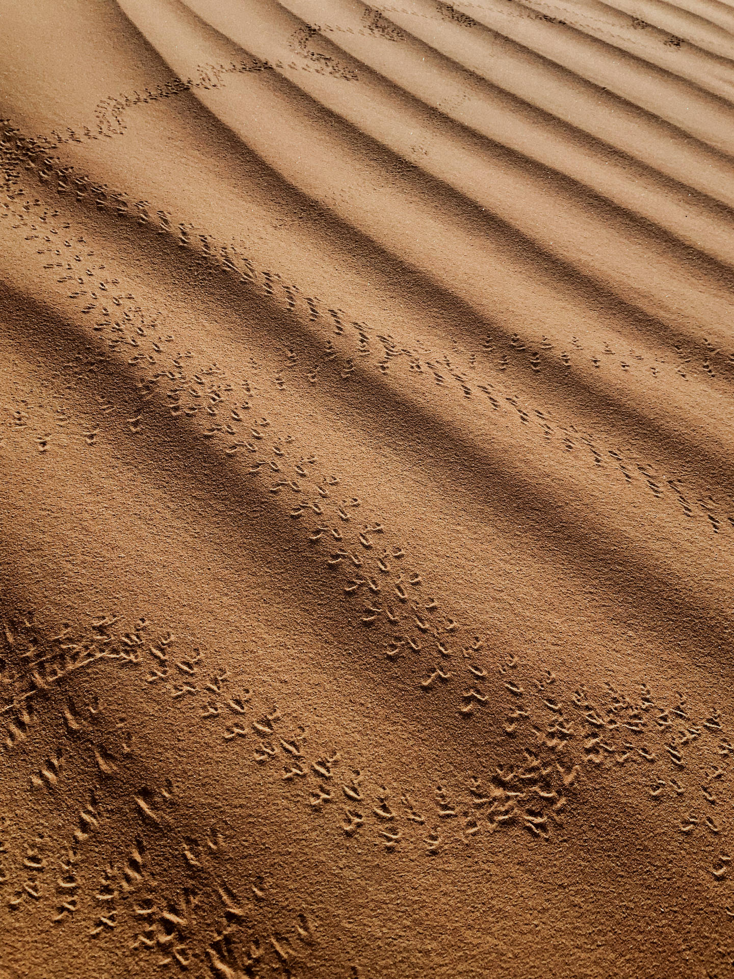 Wellenim Sand In Der Sahara Wallpaper