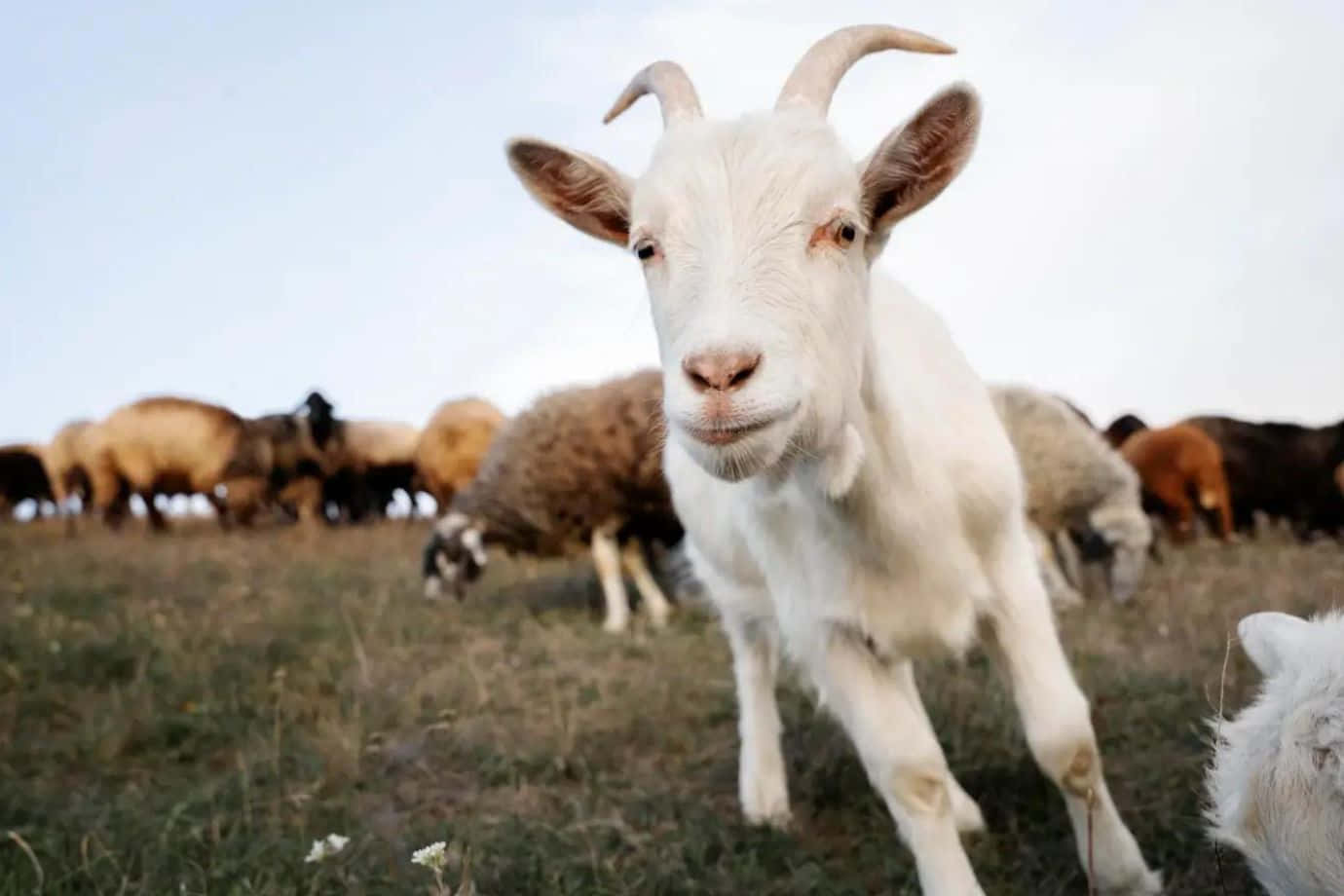 Rire Aux Éclats : Une Chèvre Joyeuse Dans Le Pré Fond d'écran