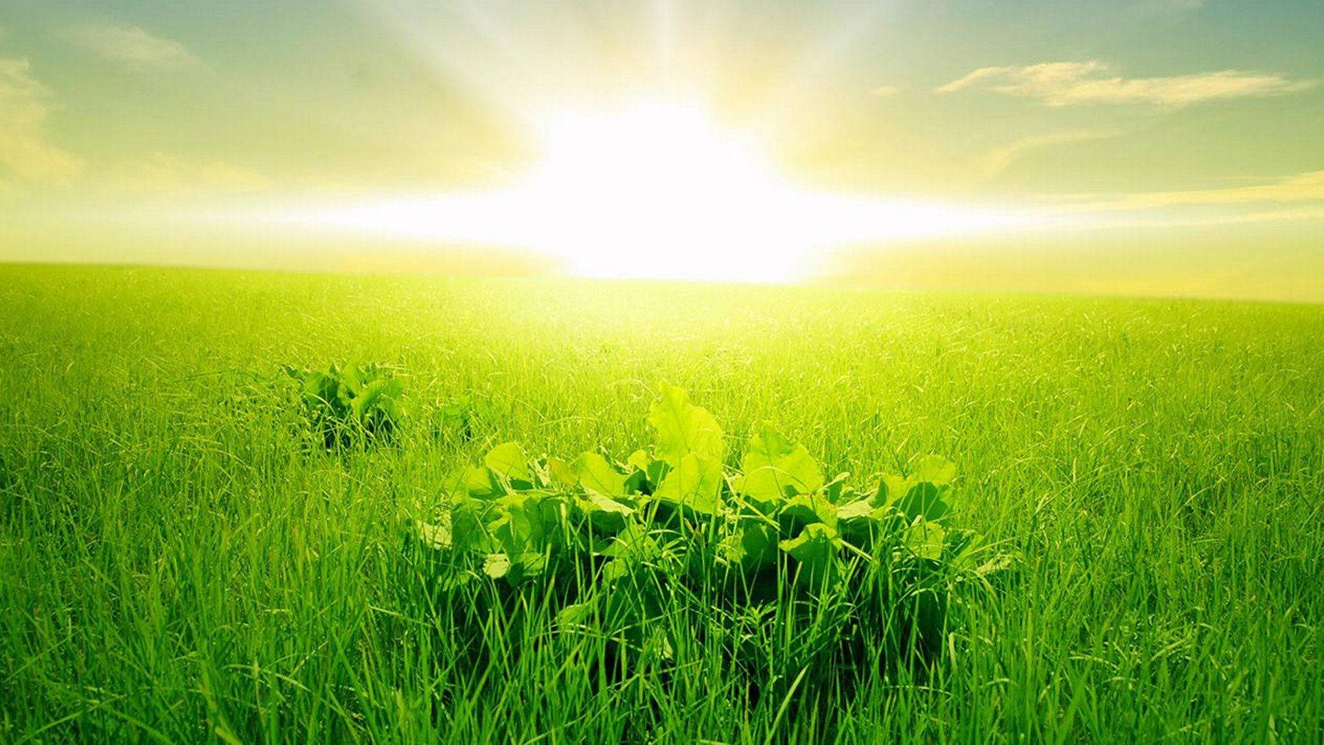 Rising Sun On Green Fields Wallpaper