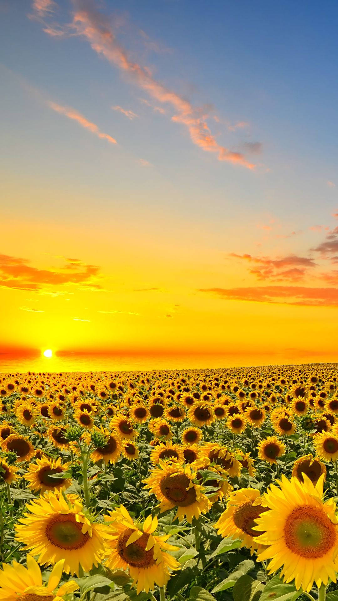 Rising Sun Over Sunflowers Iphone Wallpaper