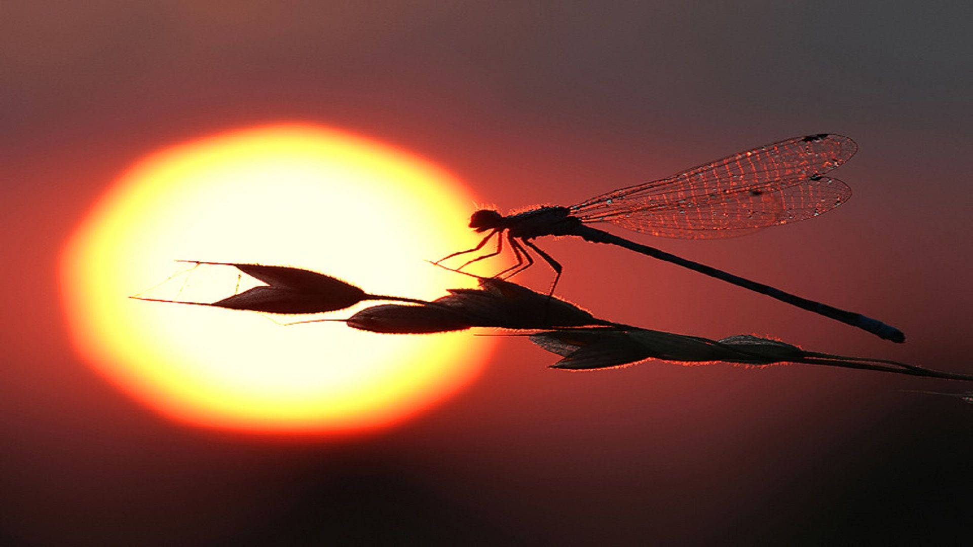 Rising Sun With Dragonfly Wallpaper