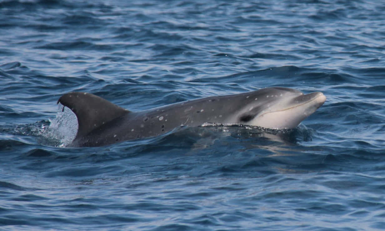 Risso's Dolphin Surfacing Wallpaper