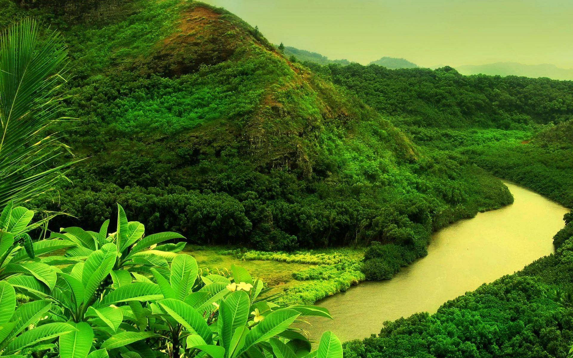 River And Greenery On Mountain Wallpaper