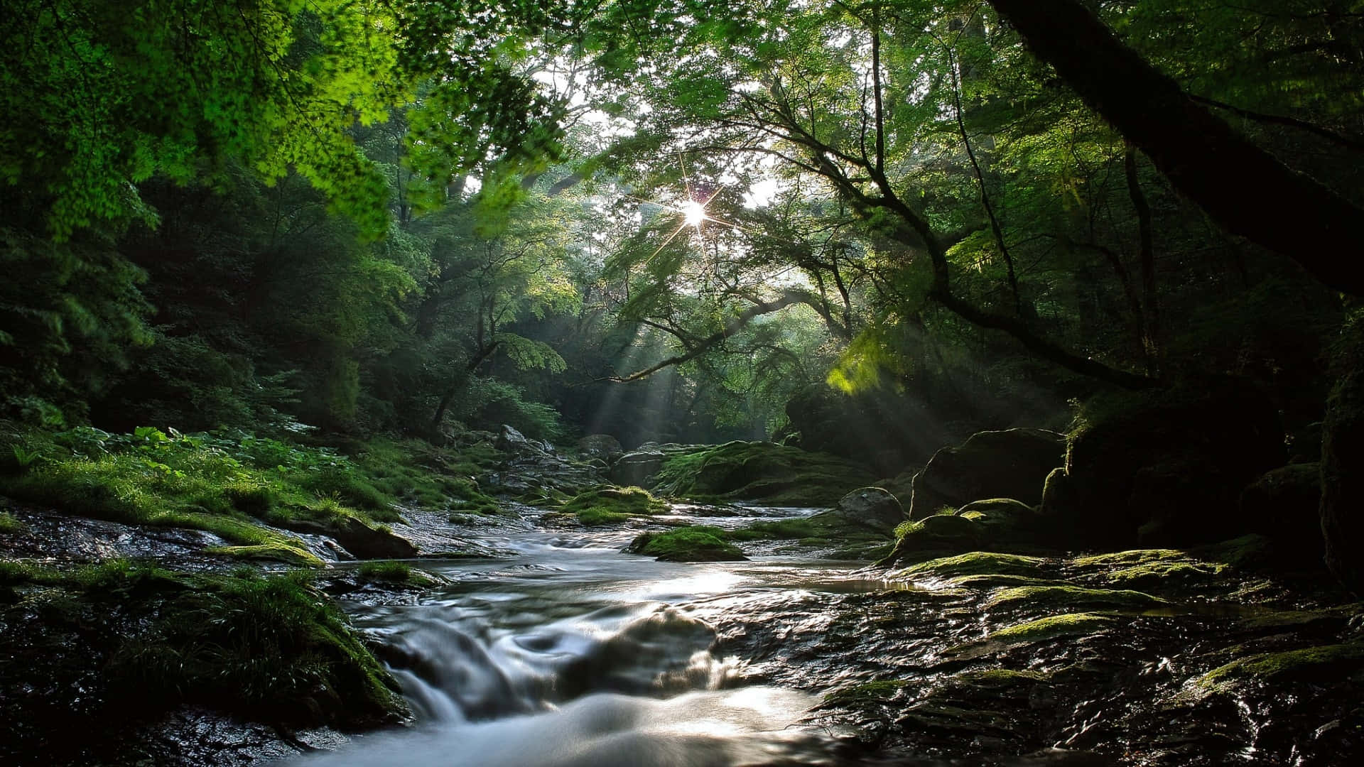 A Stream In The Forest With Sunlight Shining Through The Trees