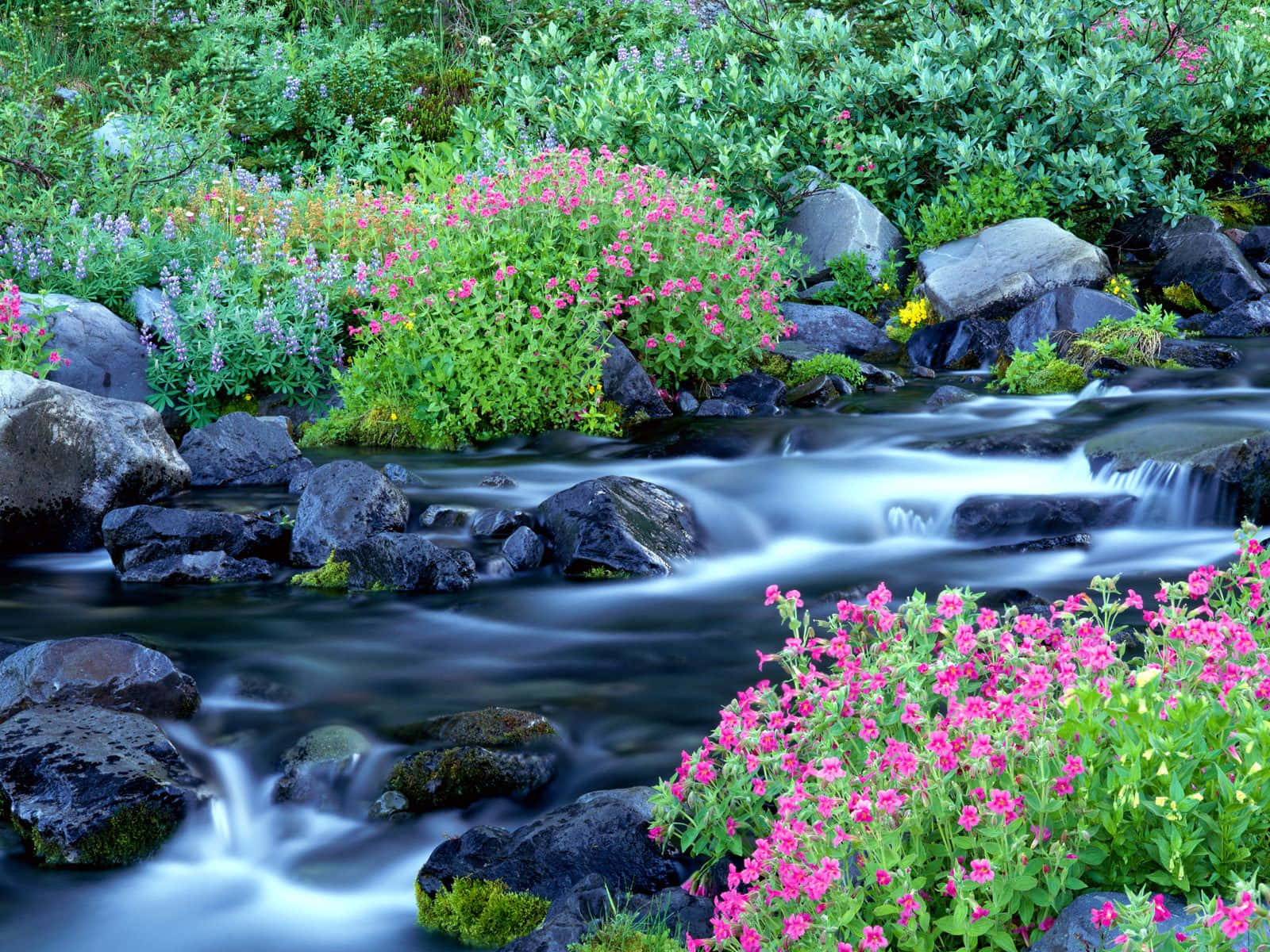 River Cascading Pink Flowers Painting Art Wallpaper