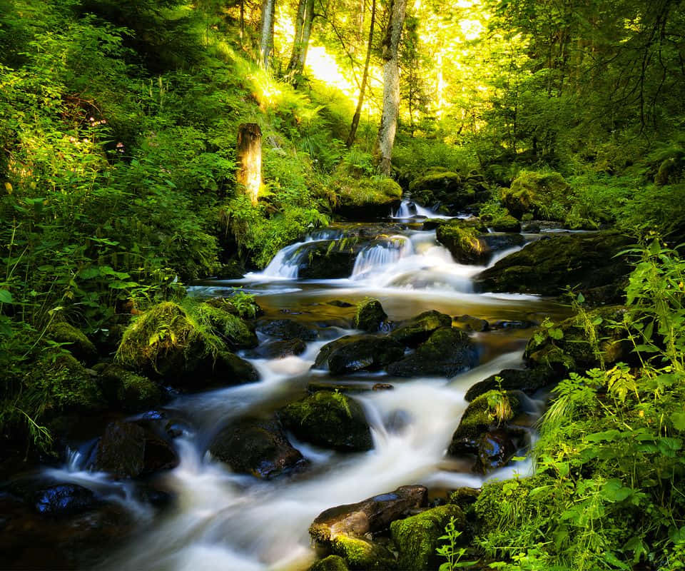 Flusskaskadierender Bach Wald Naturfotografie Wallpaper