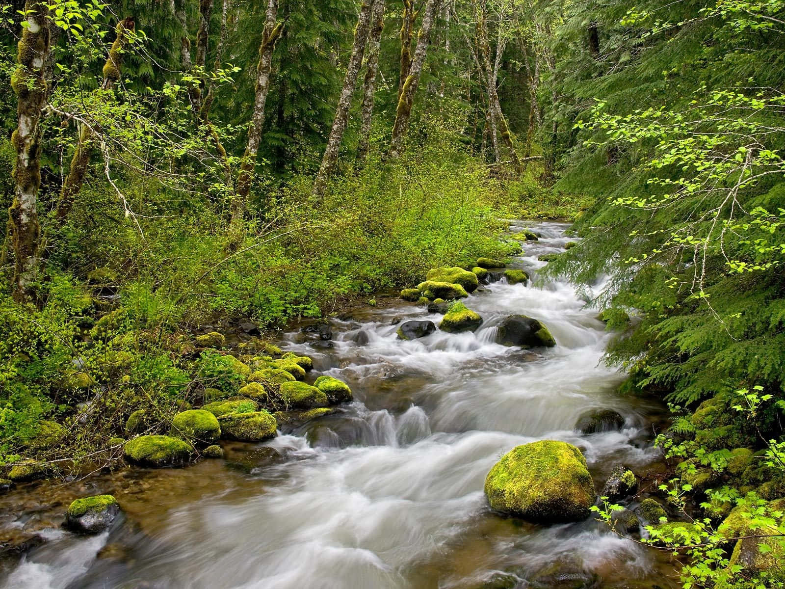River Fast Running Cascade Nature Photography Wallpaper