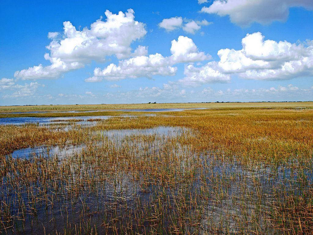 River Grass Everglades National Park Wallpaper
