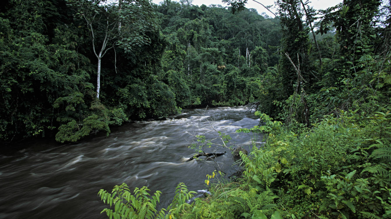River In Congo Rainforest In Gabon Background