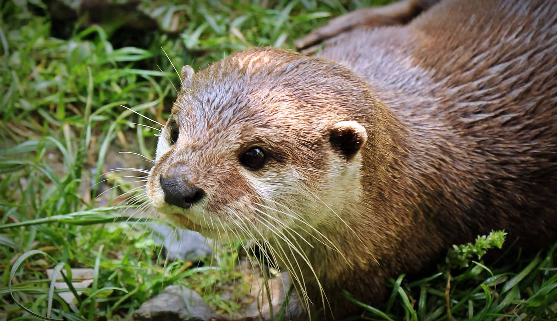 A Mature River Otter Posing Graciously on Land Wallpaper
