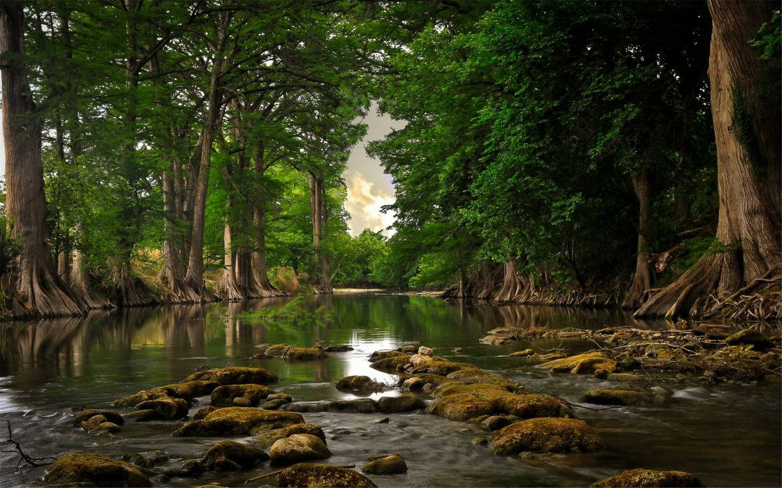 River View In The Forest Wallpaper