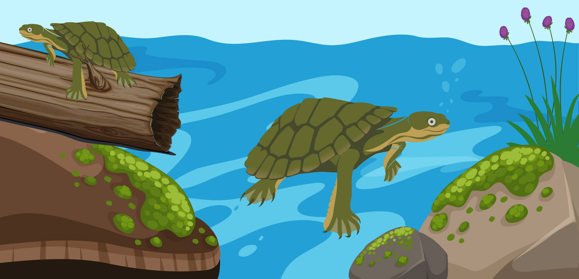 River Water Turtle Cartoon Wallpaper