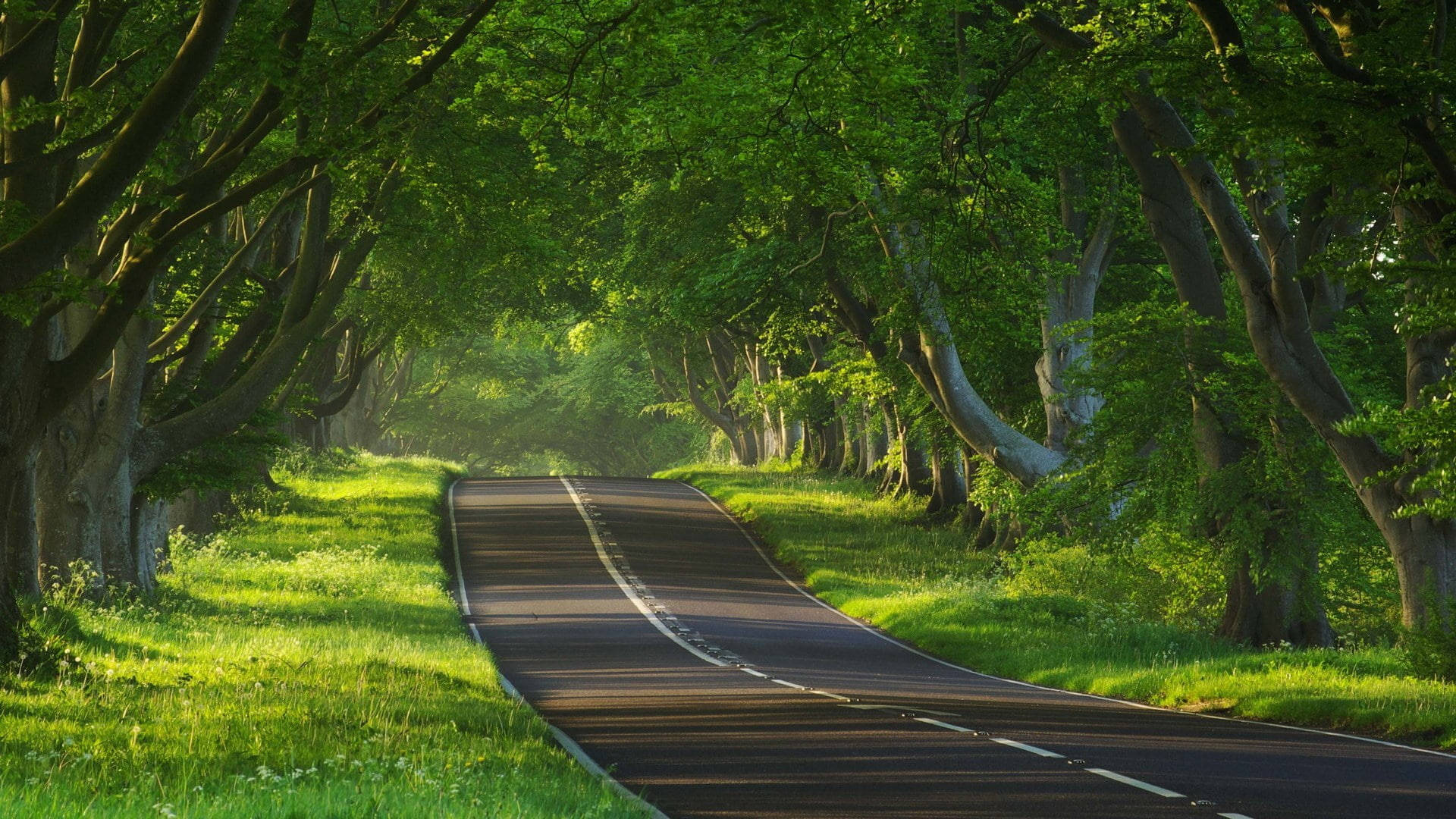 Road Along Trees Professional Desktop Wallpaper