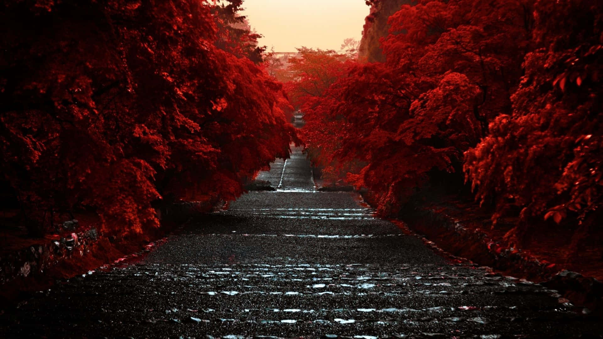 Crimson Red Trees On The Road Background