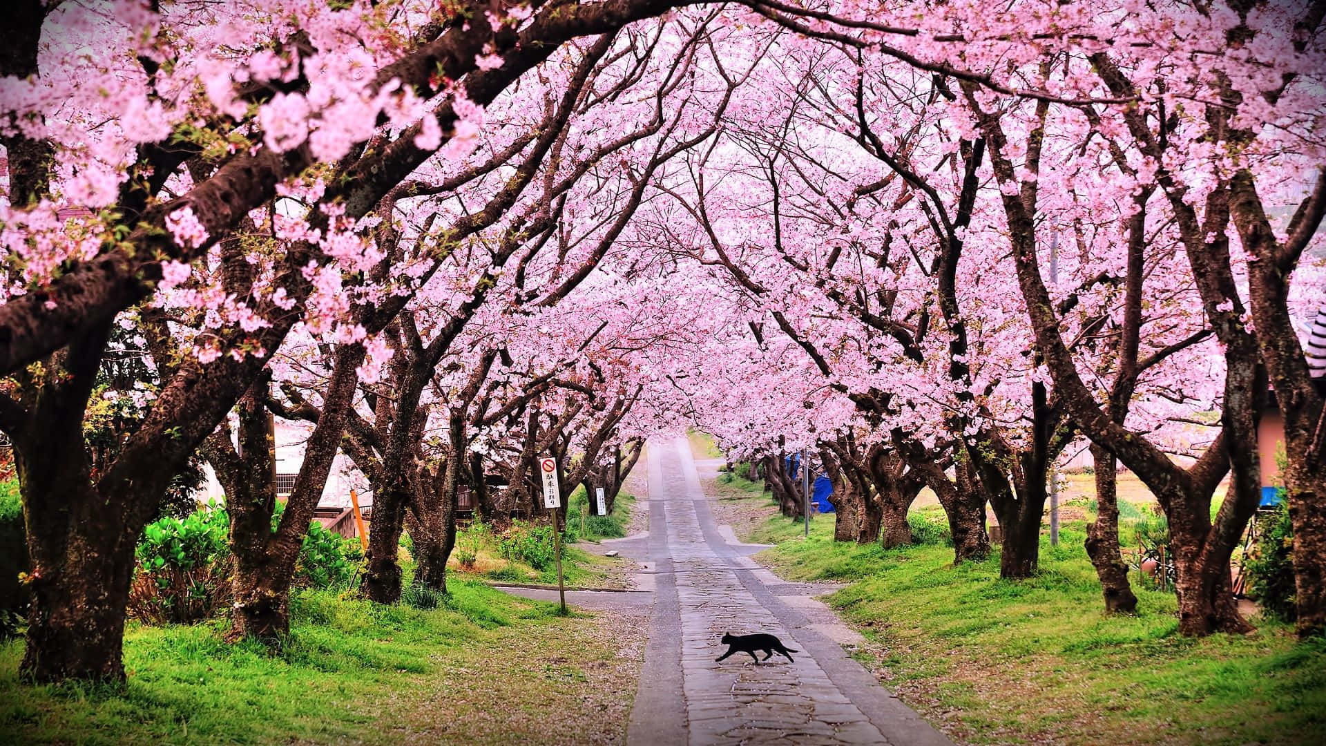 Cherry Blossom Trees On The Road Background