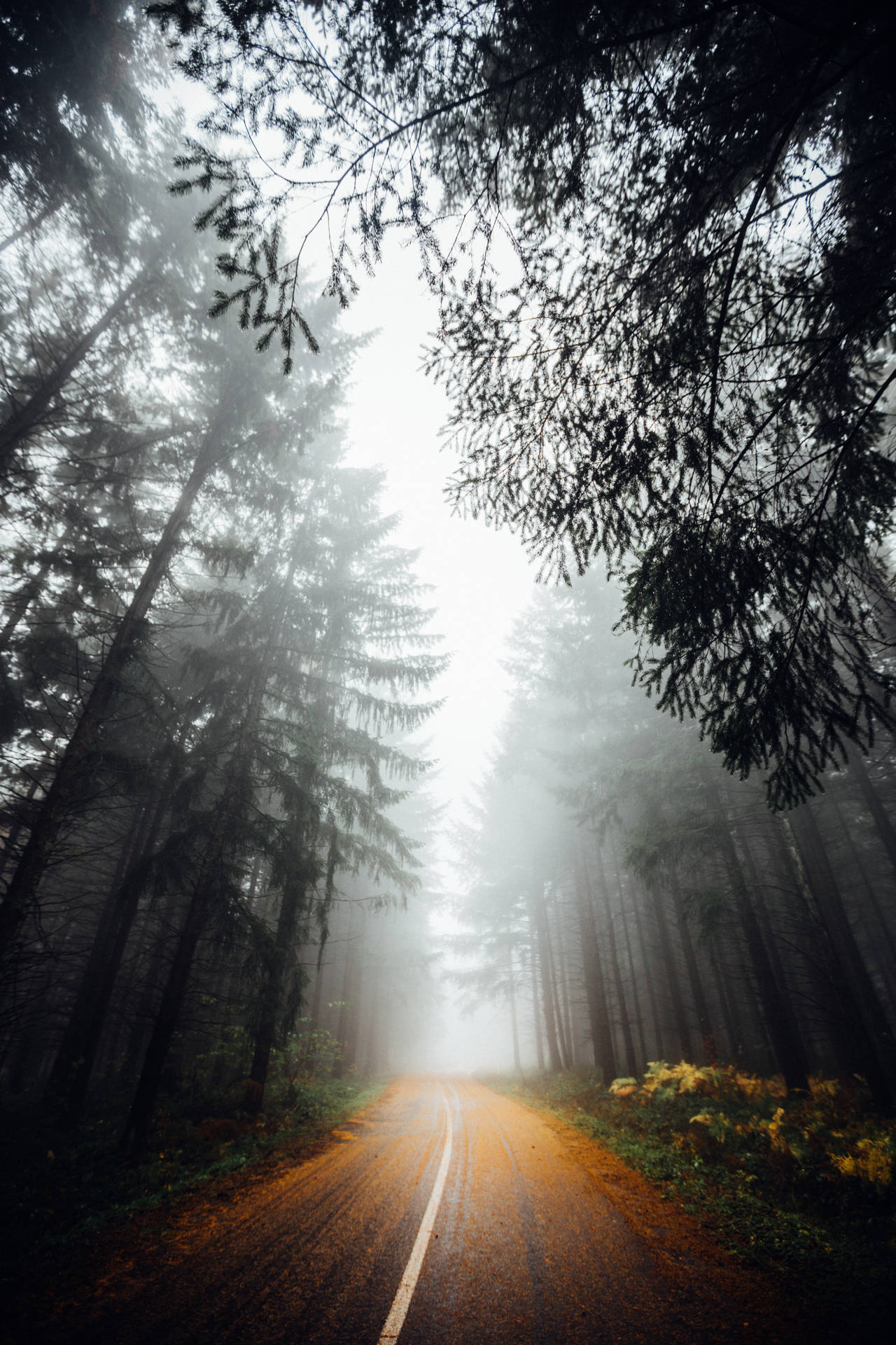Road In Foggy Forest Portait Wallpaper