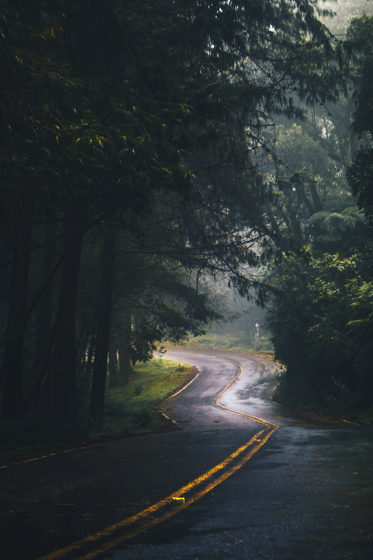 Road In Forest iPhone Landscape Wallpaper