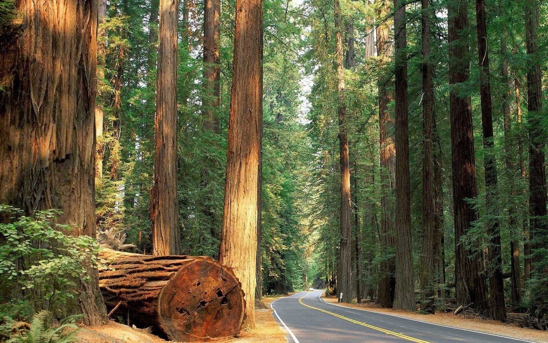 Straßeim Sequoia Nationalpark Wallpaper