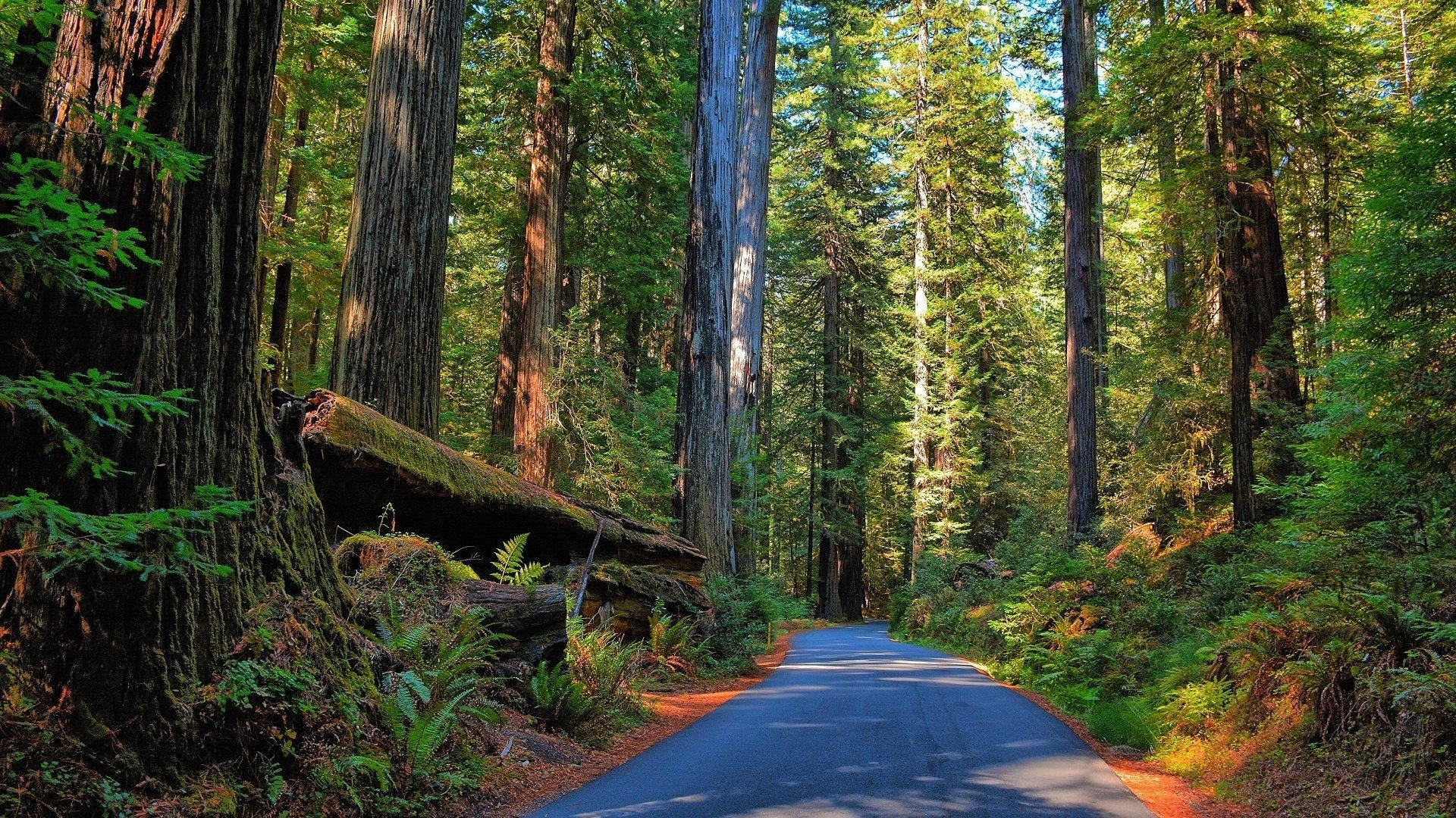 Road In The Redwood Forest Wallpaper