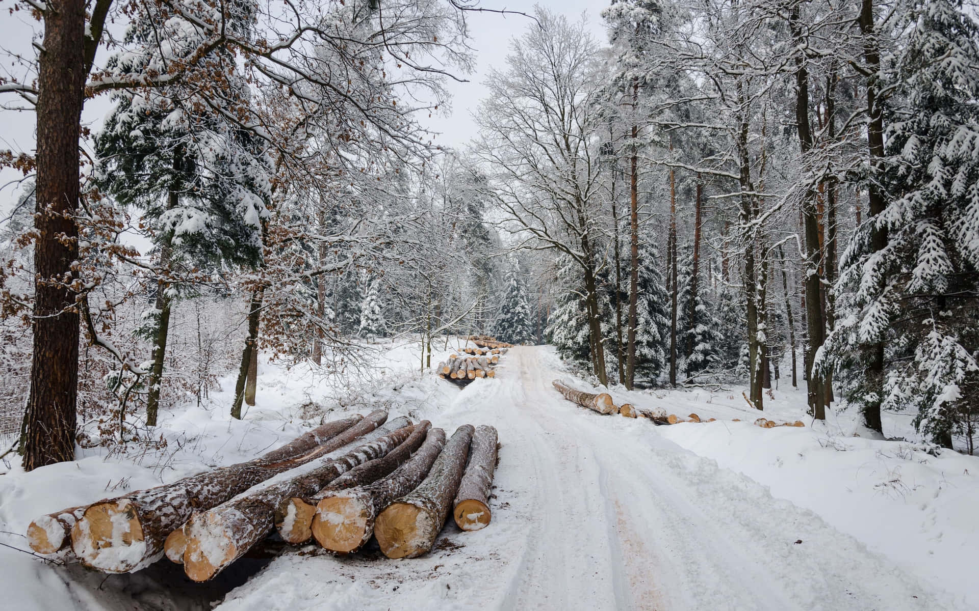 A Snow Covered Road With Logs In The Snow