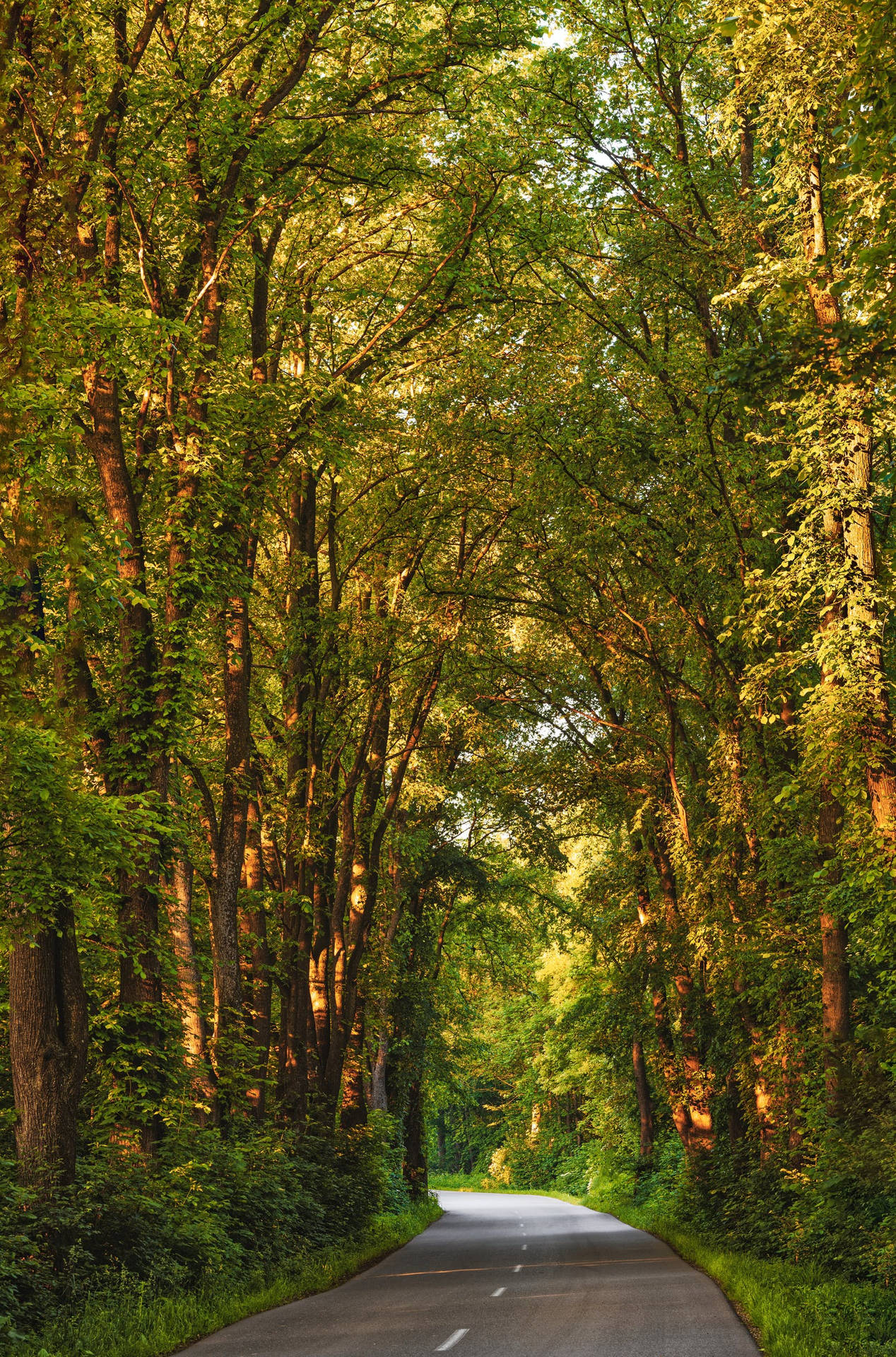 Road Through A Forest Green iPhone Wallpaper