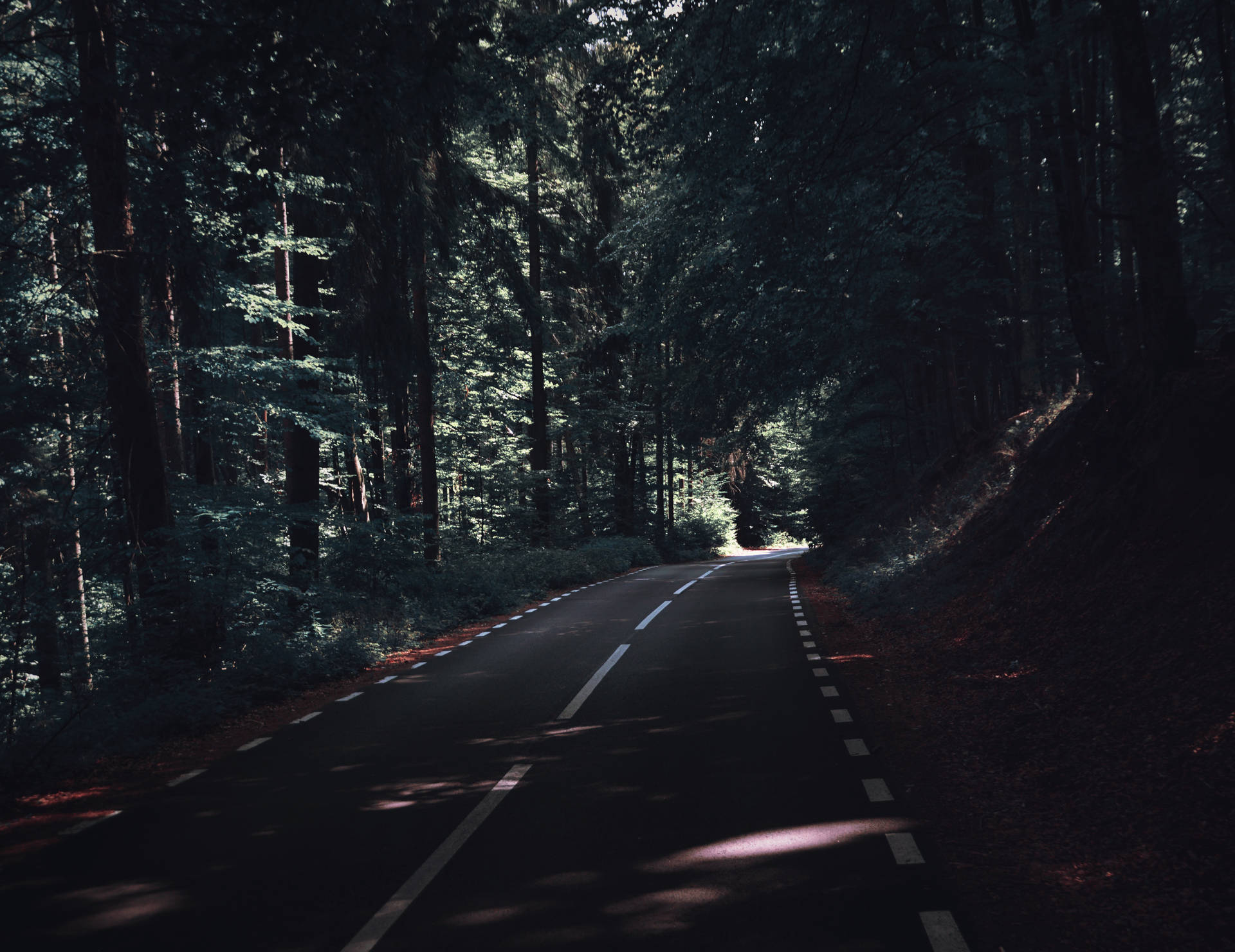 Road Under Dark Green Trees