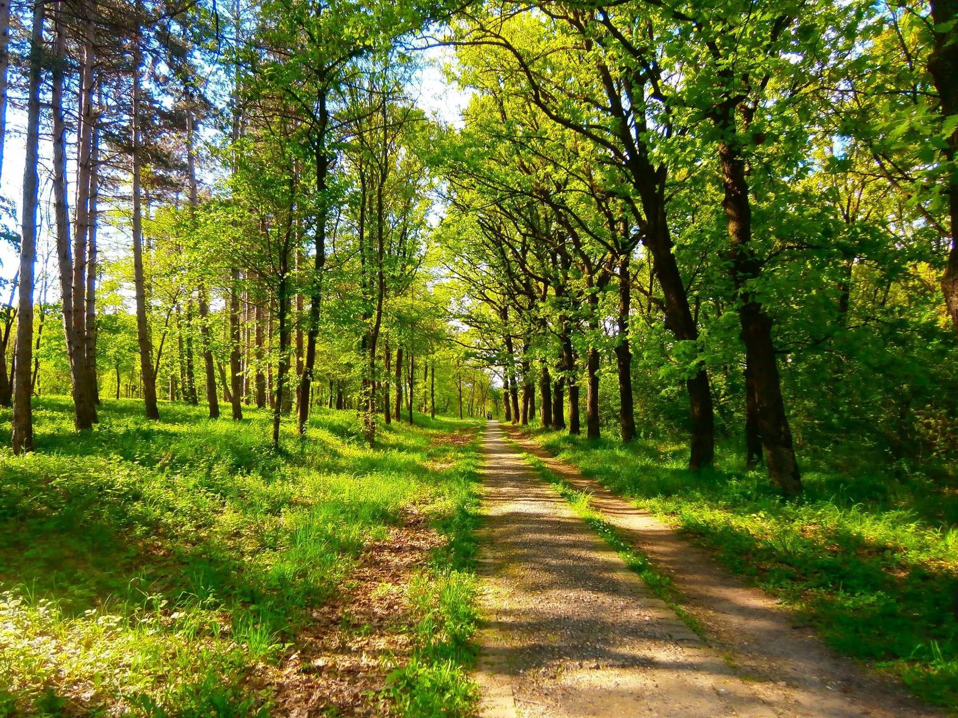 Road With Green Trees Wallpaper