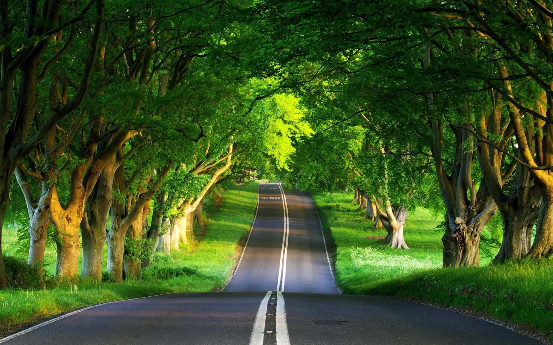 Road With Trees Nice Desktop Wallpaper