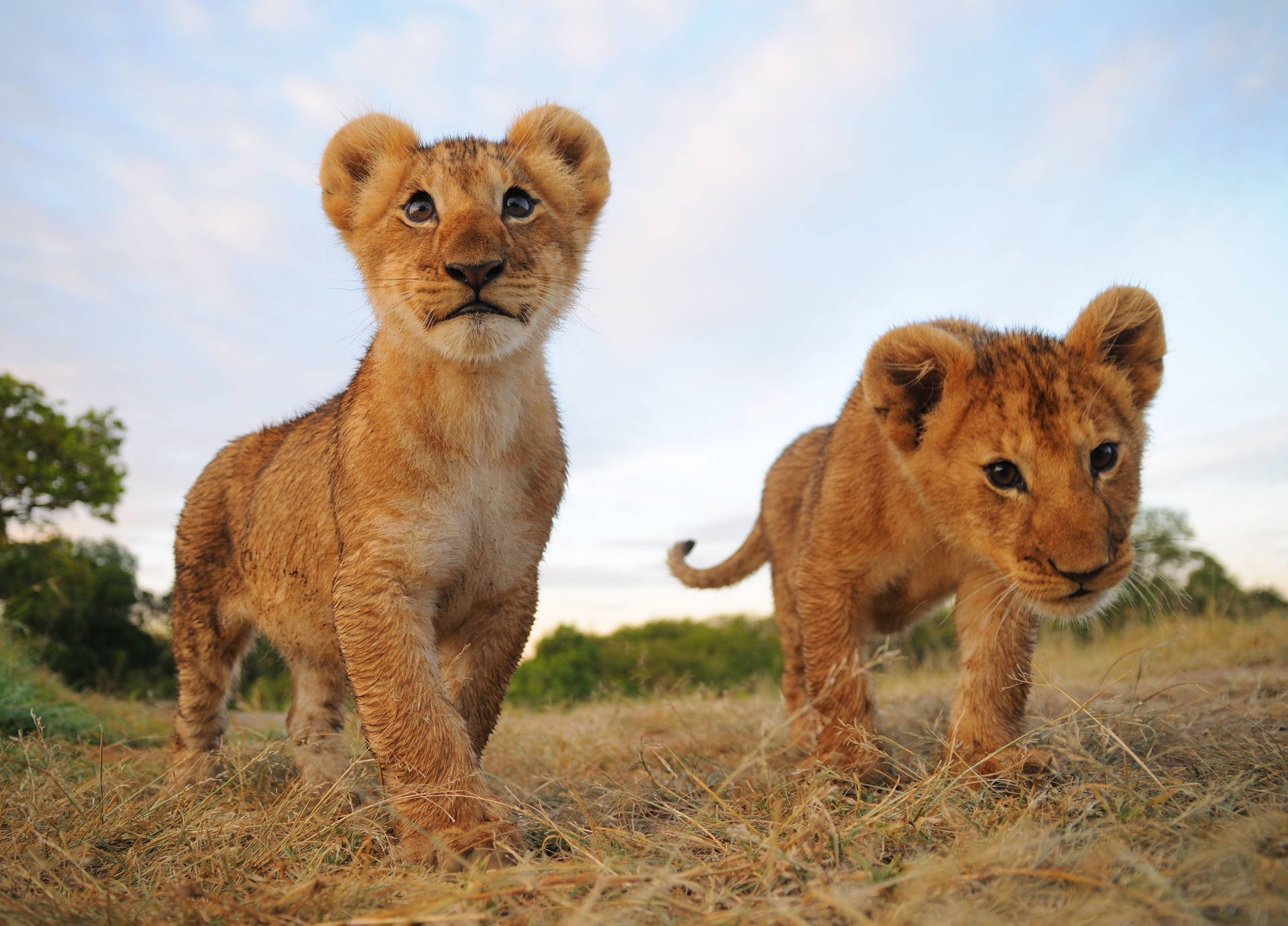 Roaming Lion Cubs Wallpaper
