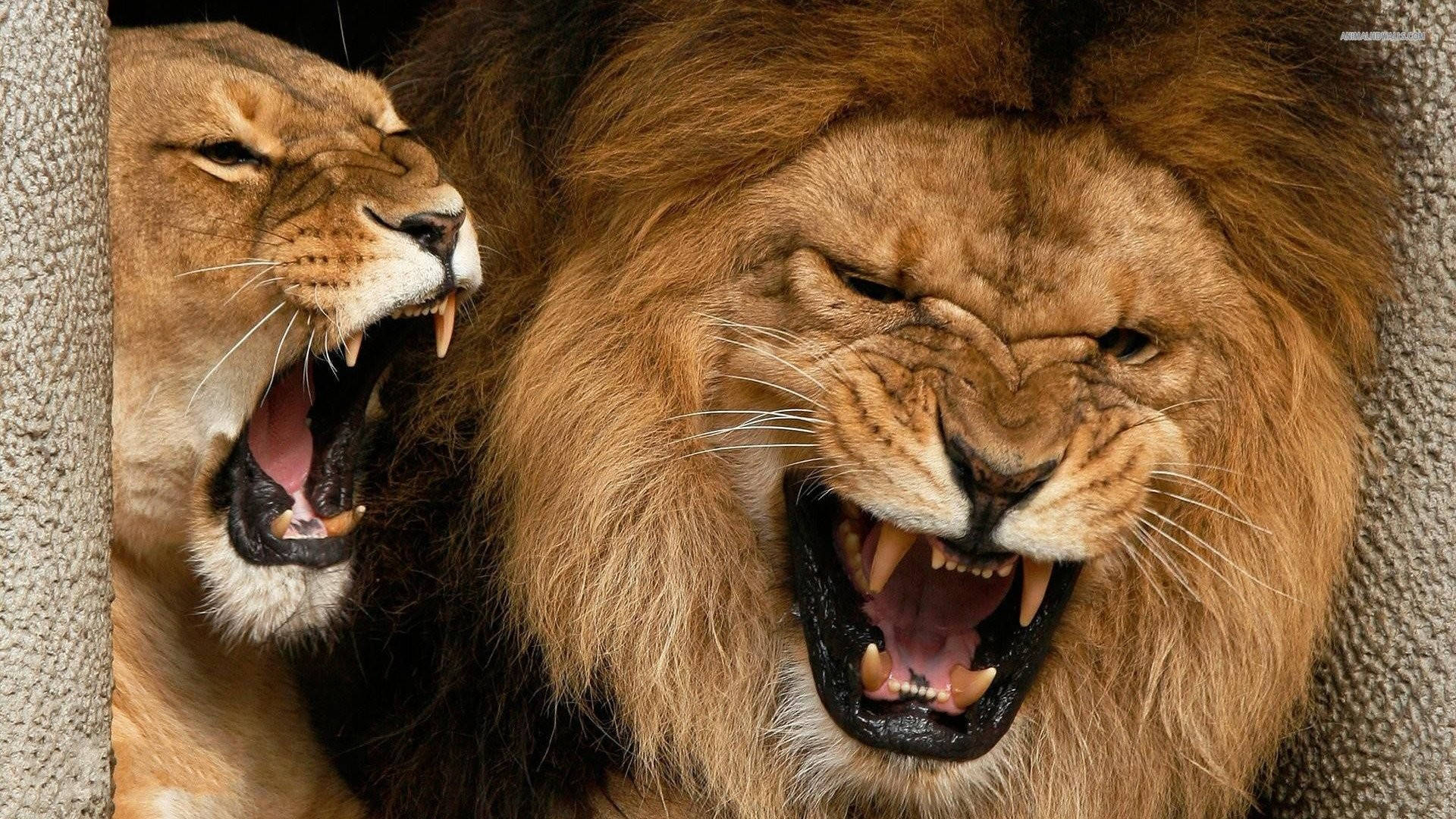 Roaring Angry Lions Wallpaper