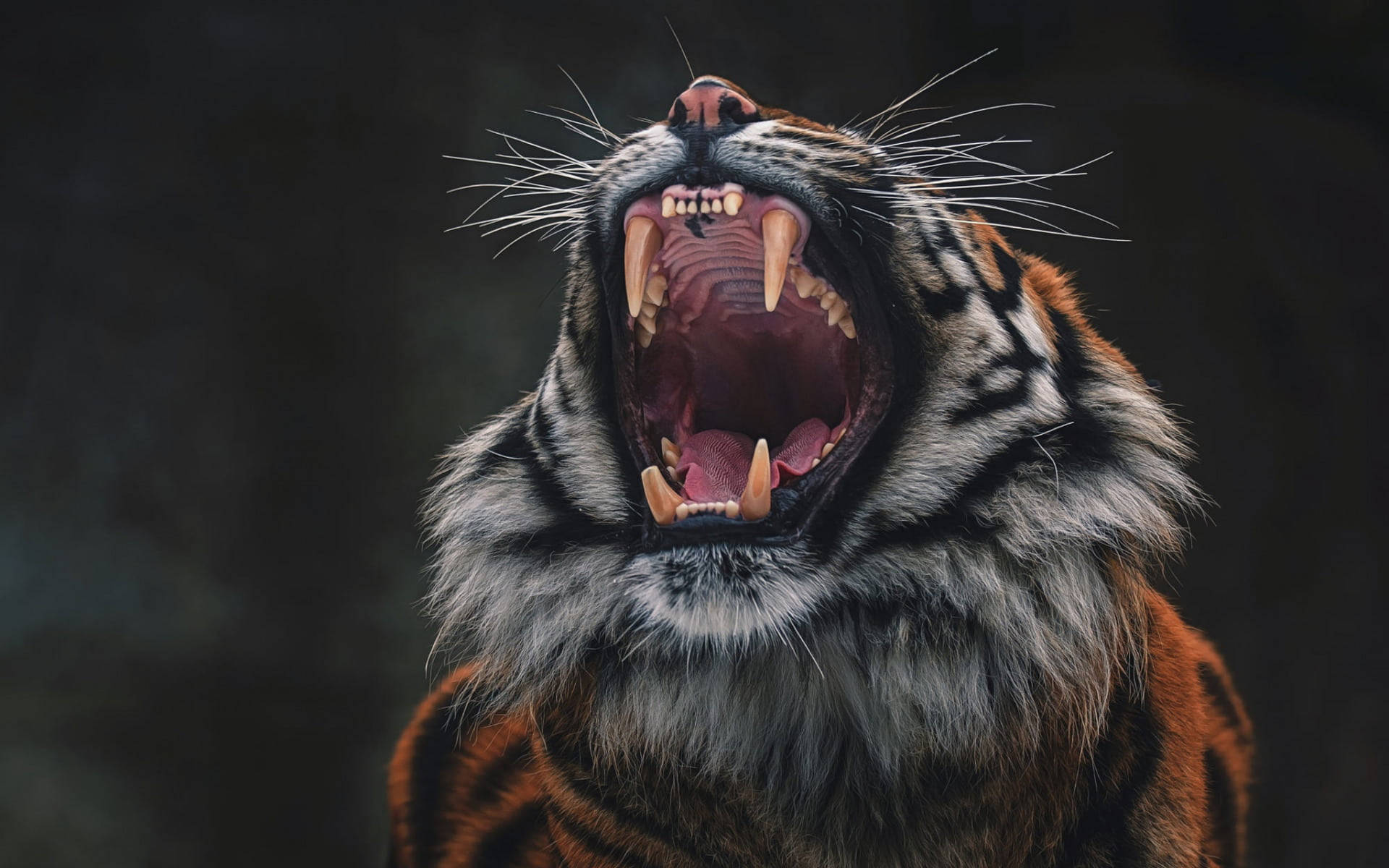 Roaring Angry Tiger Fangs Wallpaper