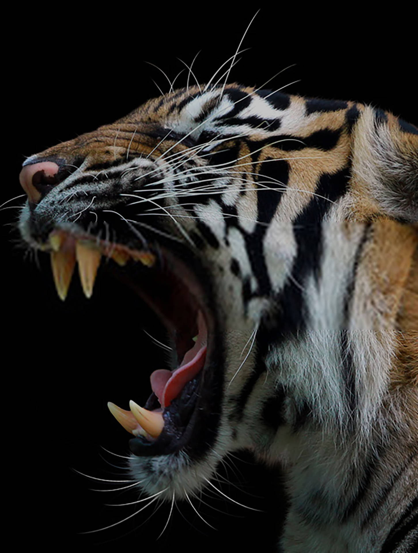 Roaring Angry Tiger Side Profile Picture