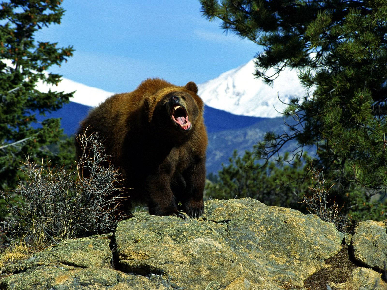 Roaring Kodiak Bear