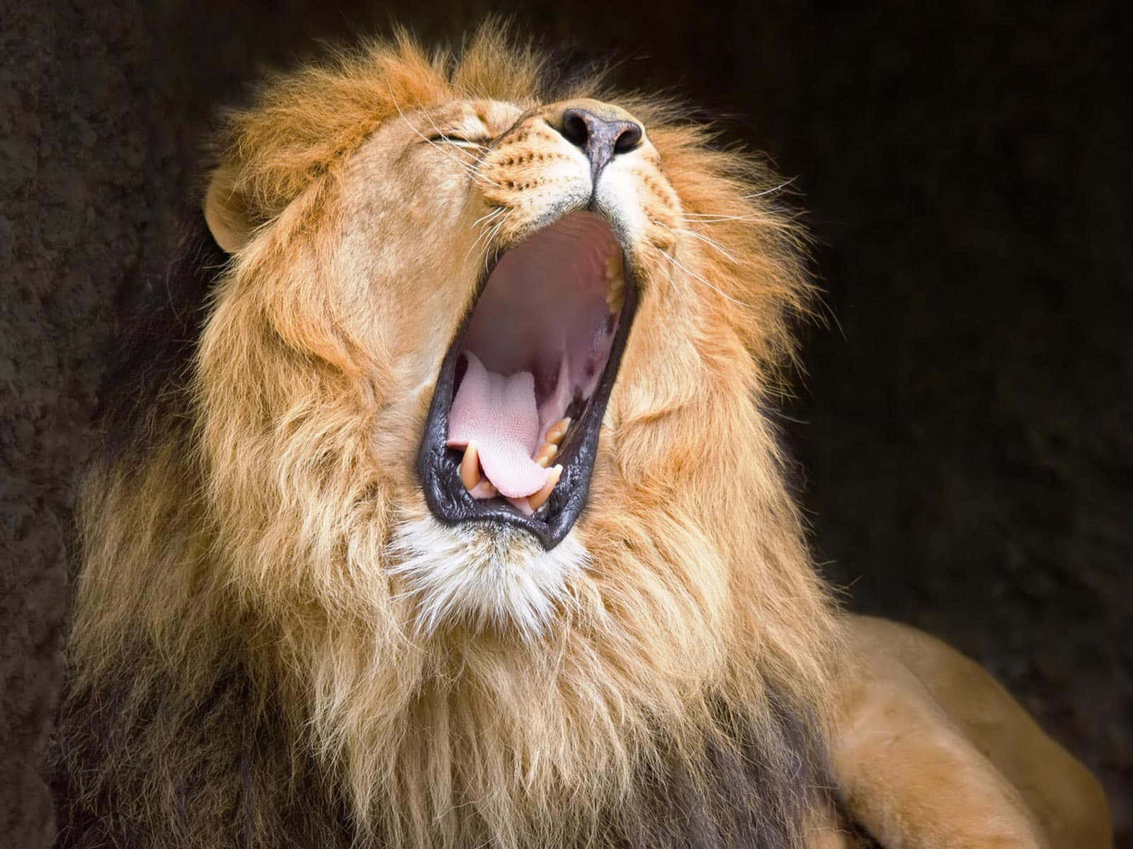 Leãorugindo: Rei Da Selva Papel de Parede
