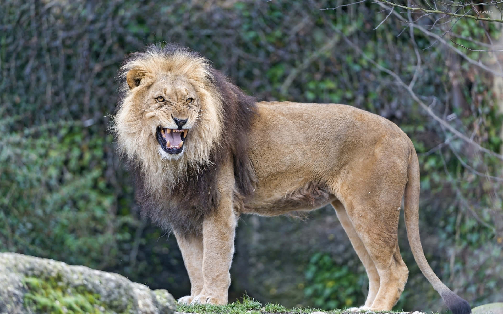 Image  A Majestic Roaring Lion Wallpaper
