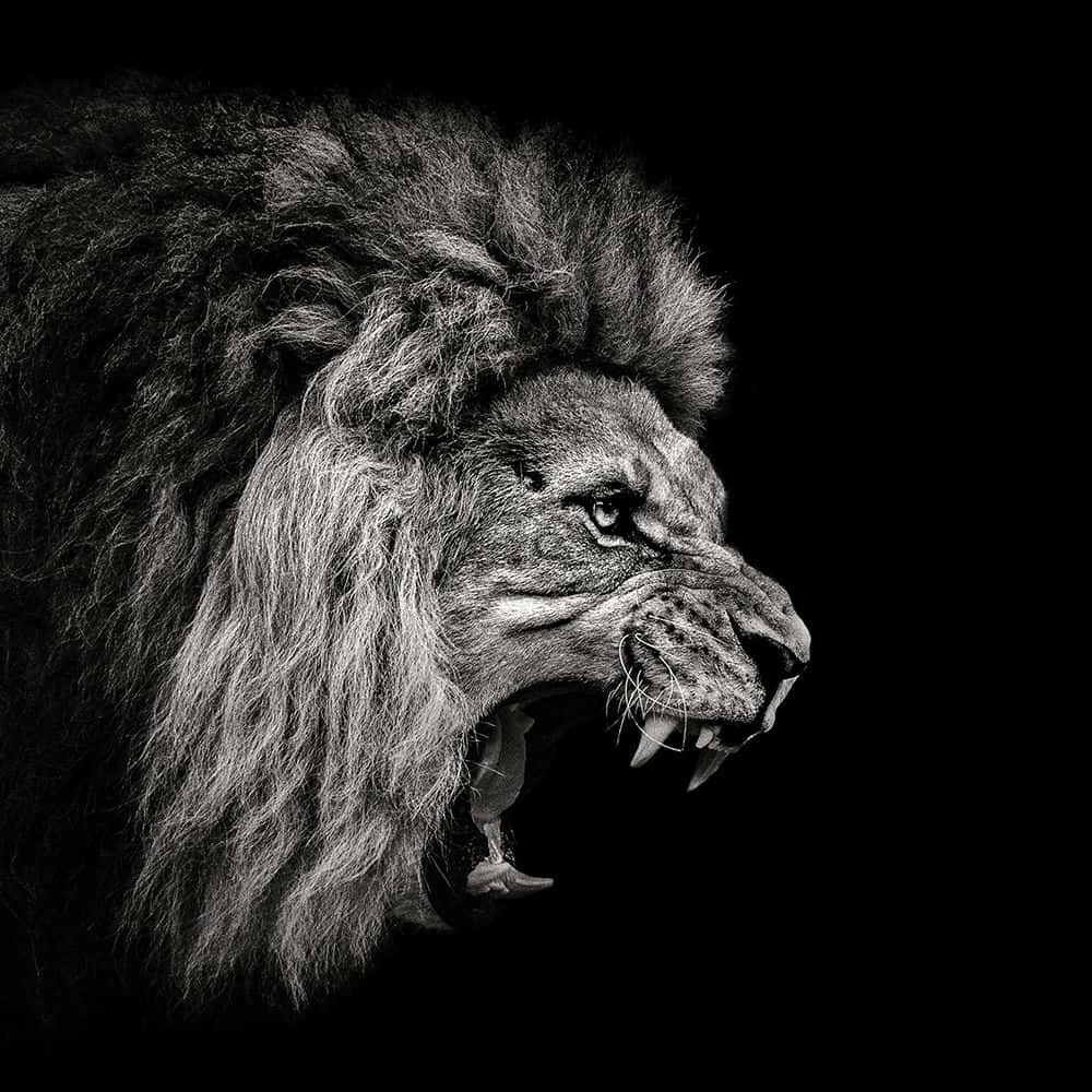 Download A Black And White Photo Of A Lion Roaring Wallpaper ...