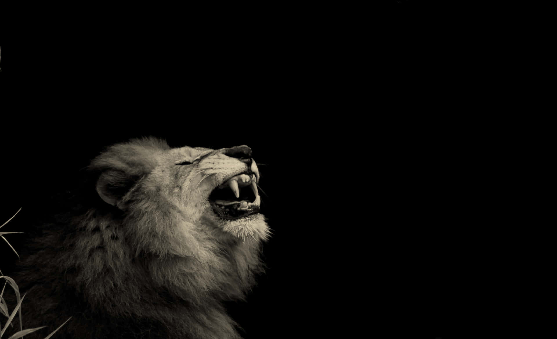 "Power in Its Roar - A Roaring Lion" Wallpaper