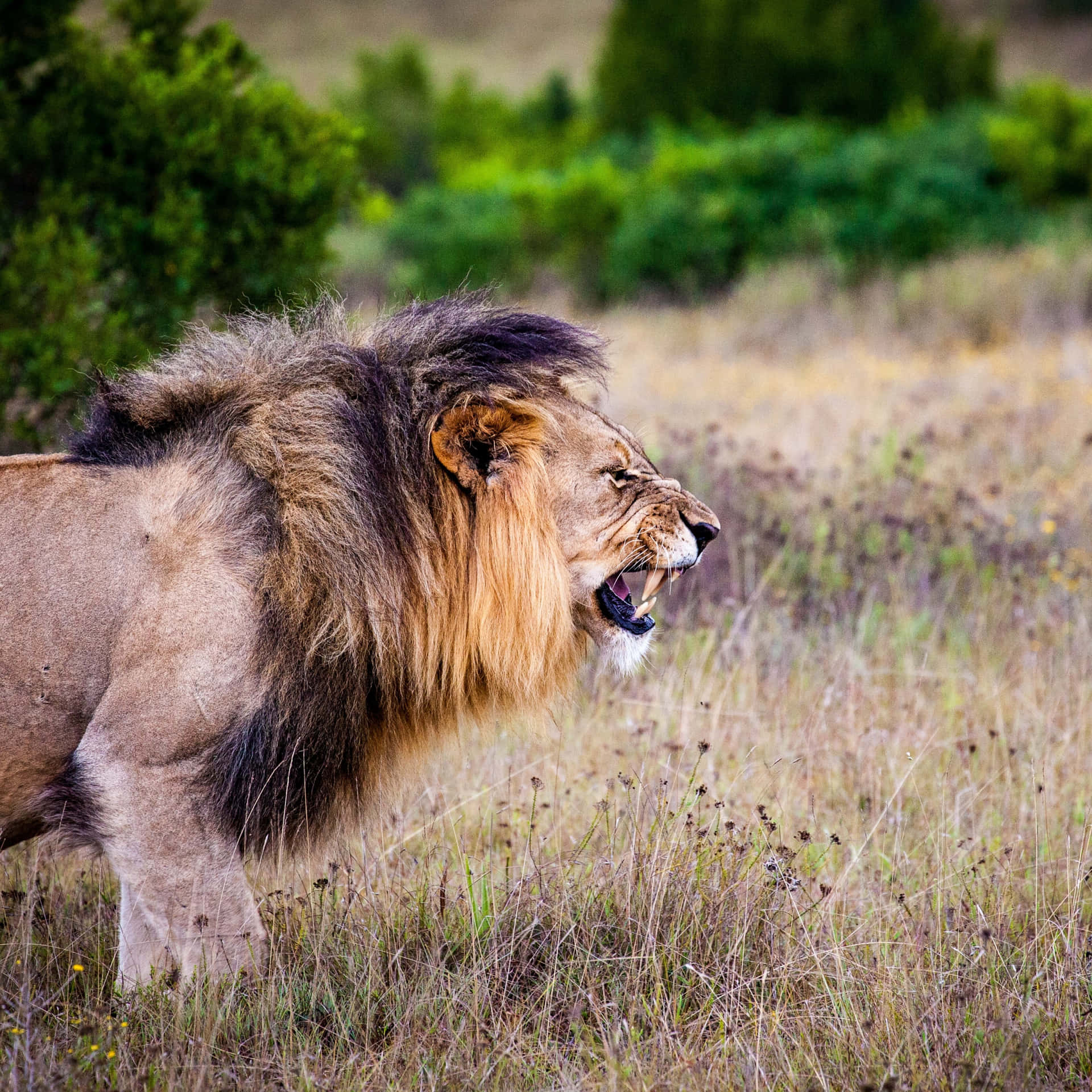 Protective Roaring Lion Wallpaper