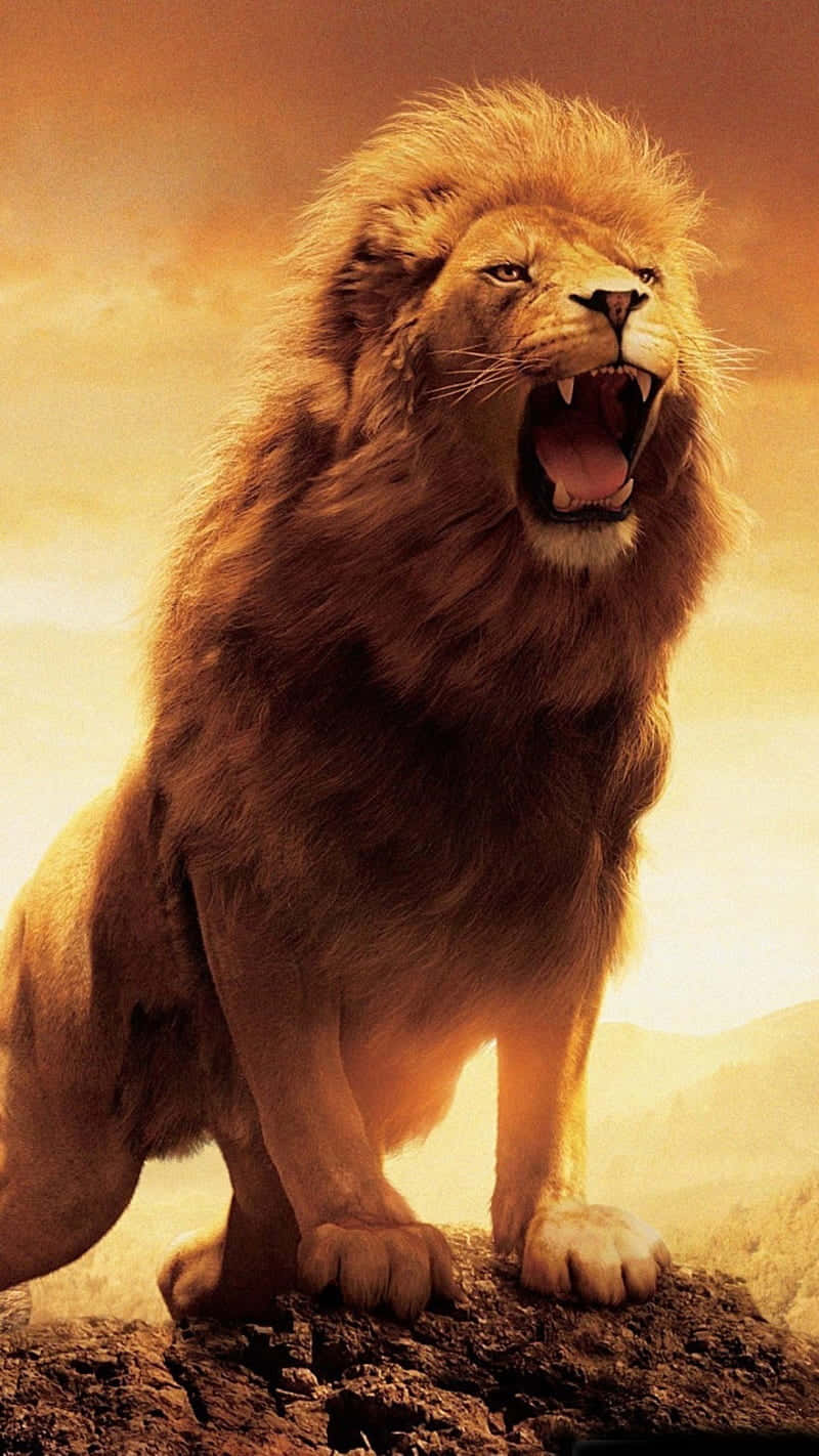 lions wallpaper roar
