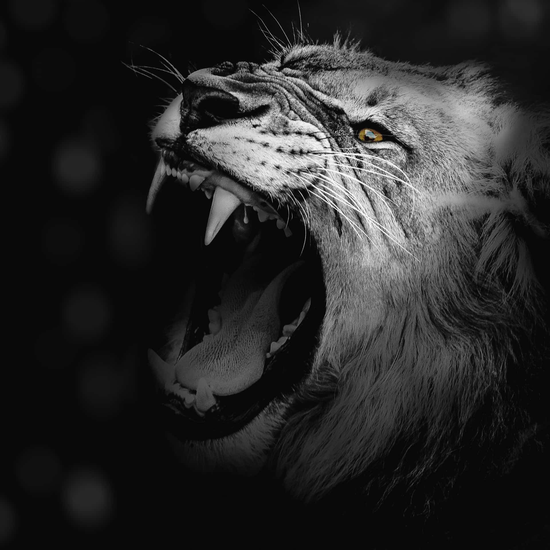“Loud, bold, and powerful - the Roaring Lion.” Wallpaper