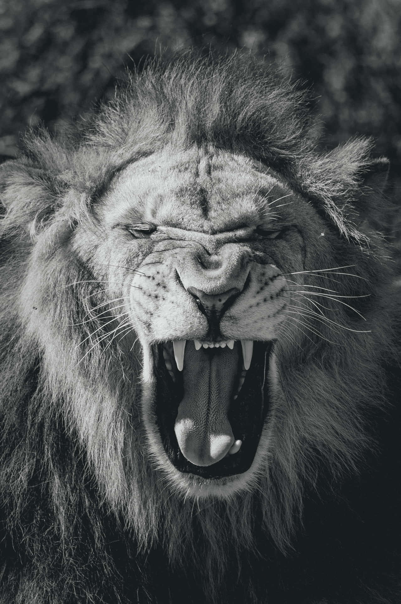 The Majestic Roar of a Lion Wallpaper