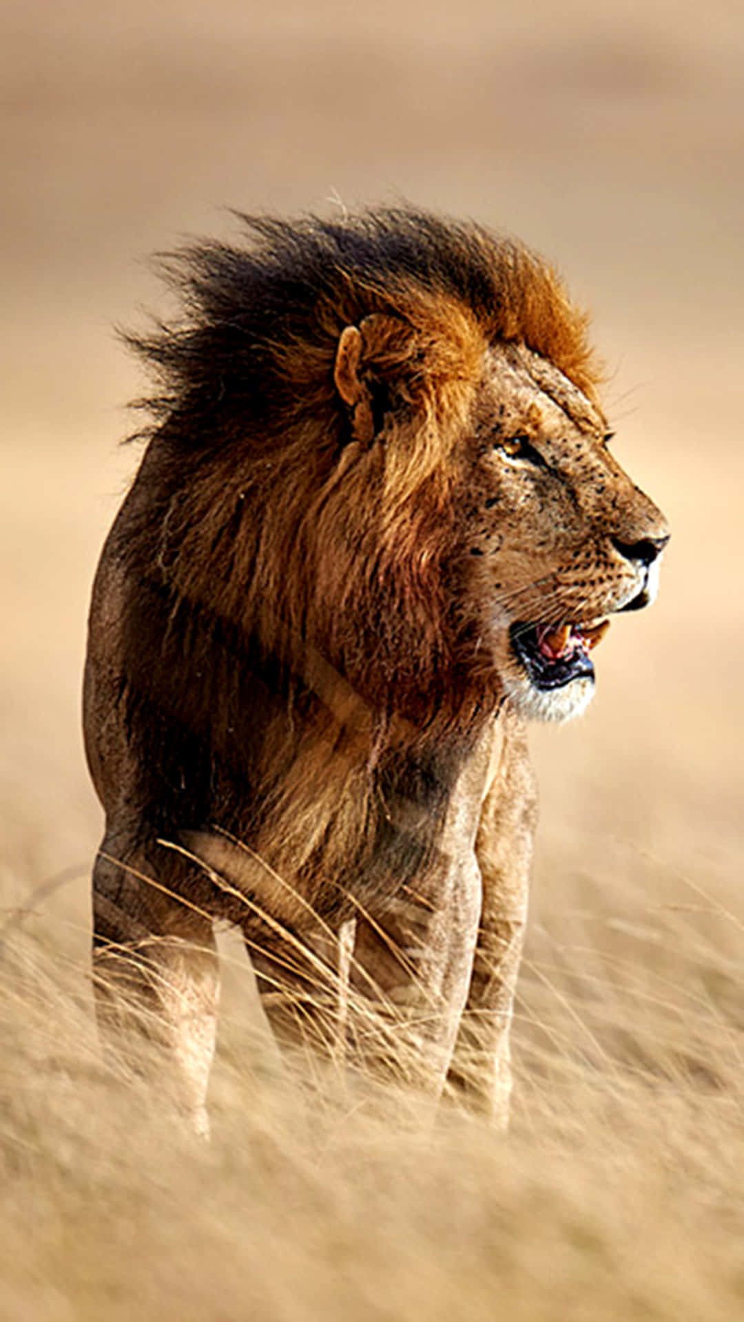 Roaring Lion In The Field Wallpaper