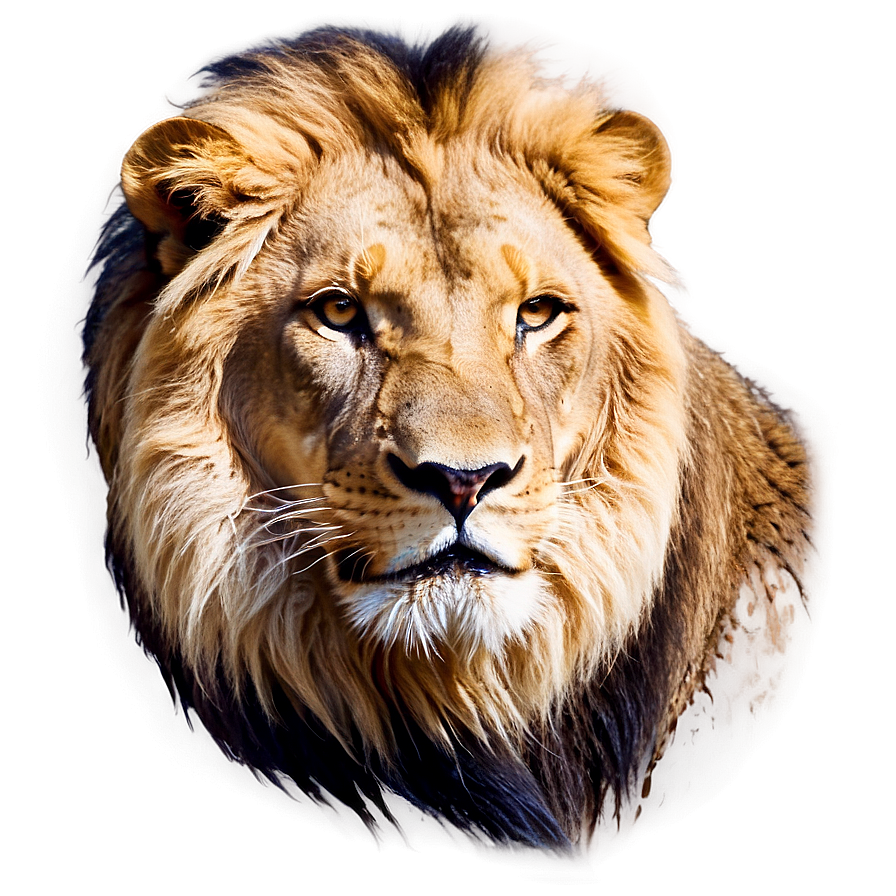 Roaring Lion Face Png 06122024 PNG